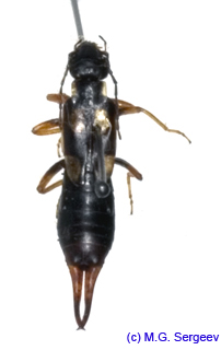 Anechura_asiatica_f_1139 copy